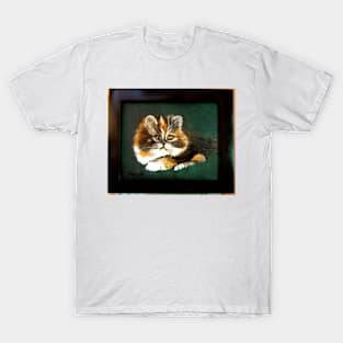 Kitten T-Shirt